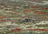 SmugMug > all-time keyword > nandu > Chile Argentina Dec2005 photo