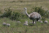 SmugMug > all-time keyword > nandu > Darwin's Rhea