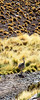 SmugMug > all-time keyword > nandu > Spot the nandu!