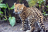 SmugMug > all-time keyword > amur leopard > My Zoo Photos photo