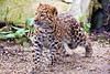 SmugMug > all-time keyword > amur leopard > My Zoo Photos photo