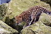 SmugMug > all-time keyword > amur leopard > My Zoo Photos photo