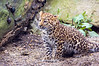 SmugMug > all-time keyword > amur leopard > My Zoo Photos photo