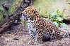 SmugMug > all-time keyword > amur leopard > My Zoo Photos photo