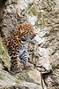 SmugMug > all-time keyword > amur leopard > My Zoo Photos photo
