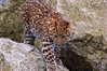 SmugMug > all-time keyword > amur leopard > My Zoo Photos photo