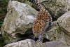 SmugMug > all-time keyword > amur leopard > My Zoo Photos photo