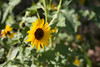 SmugMug > all-time keyword > botanical garden > Singapore 2008 photo