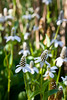 SmugMug > all-time keyword > botanical garden > Singapore 2008 photo