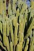 SmugMug > all-time keyword > botanical garden > Singapore 2008 photo
