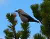 SmugMug > all-time keyword > bird > A bird
Calgary, Canada - June 2007