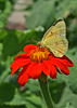 SmugMug > all-time keyword > butterfly > Butterflies & Moths photo