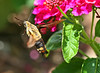 SmugMug > all-time keyword > butterfly > Butterflies & Moths photo