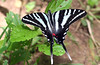 SmugMug > all-time keyword > butterfly > Butterflies & Moths photo