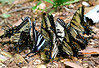 SmugMug > all-time keyword > butterfly > Butterflies & Moths photo