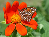 SmugMug > all-time keyword > butterfly > Butterflies & Moths photo