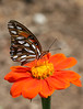 SmugMug > all-time keyword > butterfly > Butterflies & Moths photo