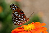 SmugMug > all-time keyword > butterfly > Butterflies & Moths photo