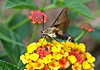SmugMug > all-time keyword > butterfly > Butterflies & Moths photo