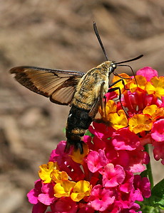 Butterflies & Moths photo