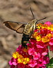 SmugMug > all-time keyword > butterfly > Butterflies & Moths photo