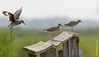 SmugMug > all-time keyword > calling > July 9th: A Willet sneaks up on two siblings calling at the Oceanside Marine Nature Study Area
