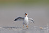 SmugMug > all-time keyword > calling > July 11th: Least Tern chick vocalizing at Nickerson Beach