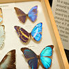 SmugMug > all-time keyword > butterfly exhibition > Butterfly Rainforest photo