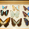 SmugMug > all-time keyword > butterfly exhibition > Butterfly Rainforest photo