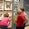SmugMug > all-time keyword > butterfly exhibition > Butterfly Rainforest photo